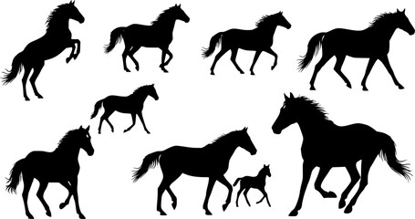 Fototapeta premium silhouettes of Horse 