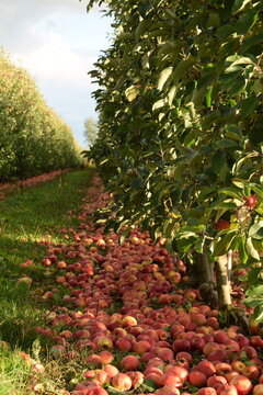 Fallen red apples in apple orchard, apple harvest for industrial processing, vertical. 