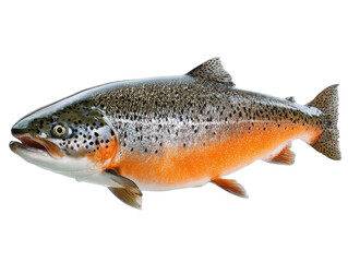 Obraz premium lachs isolated on a transparent 