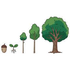 Obraz premium Tree Growth Stages Illustration