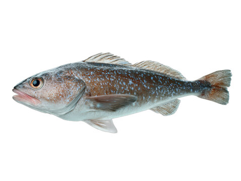 heilbutt isolated on a transparent 