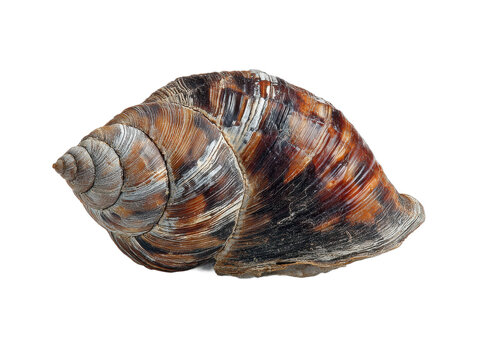 scholle isolated on a transparent 