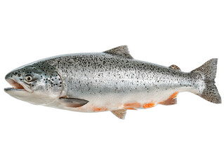 Obraz premium lachs isolated on a transparent 
