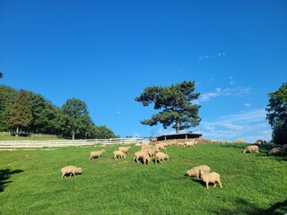 Fototapeta premium Sheep ranch. Lots of sheep on the grass