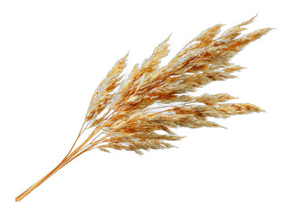 hirse isolated on a transparent 