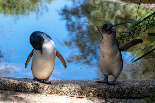 Two Little Blue Penguins (Eudyptula minor)