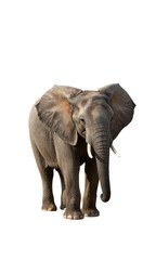 Obraz premium solitary baby elephant stands majestically centered within stark white expanse surrounded subtle clipping path frame soft natural