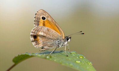 Obraz premium tiny brown butterfly delicate wings folded searches sustenance leaf set warm morning sky soft