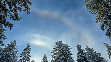 Looking up into the blue sky with a sun halo through the tall snow-covered pine trees.