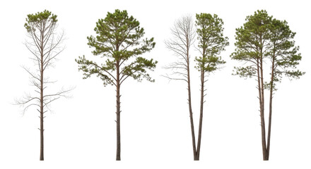 Fototapeta premium Set of pine trees with green foliage and bare branches isolated on white background
