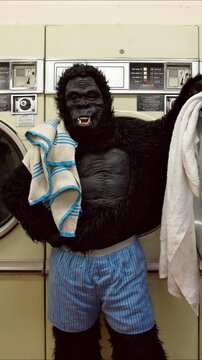 A funny gorilla is washing clothing and towels at a laundromat wearing boxers for a lifestyle concept. Video was generated from a real, still photo using artificial intelligence.
