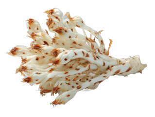 Obraz premium porree isolated on a transparent 