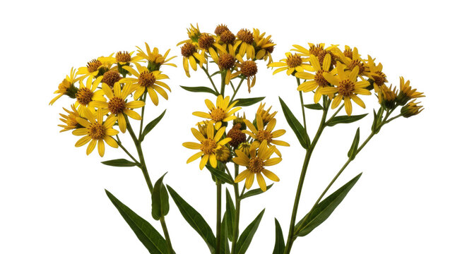 Bright yellow cutleaf coreopsis flowers isolated on white background