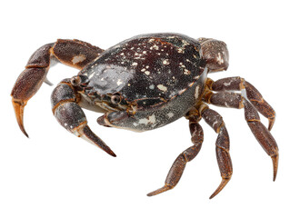 krabbe isolated on a transparent 