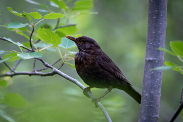 Obraz premium Common blackbird young on a branch