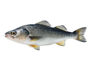 Obraz premium seelachs isolated on a transparent 