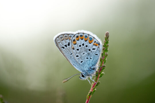 Silver-studded Blue butterfly close up