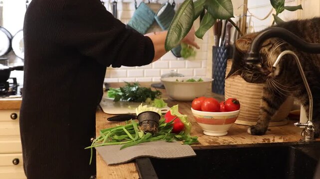 Close-up footage of a woman slicing fresh green vegetables on a wooden kitchen countertop while a domestic cat sits nearby. Cozy home cooking scene, healthy food preparation and everyday lifestyle wit
