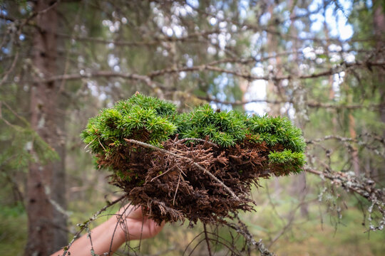 Witches broom on a pine tree