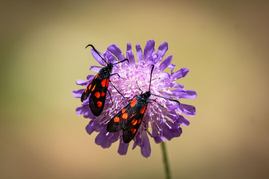 Variable Burnet moth on  field scabious
