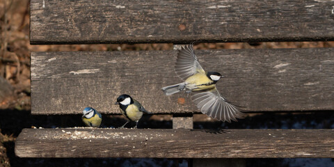 Flying Great tit © waechter-media.de