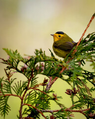 Fototapeta premium Wilson's warbler pose for the photo