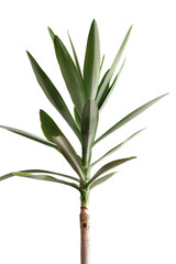 Fototapeta premium Yucca plant stands tall with narrow leaves on a transparent background, ready for design use. The plant is cut out from its original background for easy placement in any project