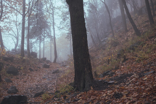 fall mist