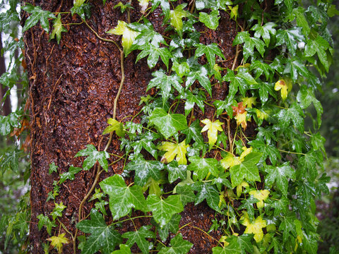powellriver