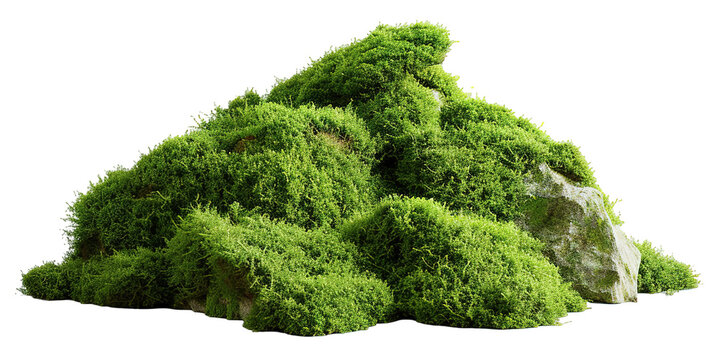 A mound of green moss is placed on a transparent background. The moss has subtle shadows, making it suitable for use in different design projects. The texture is natural and vivid