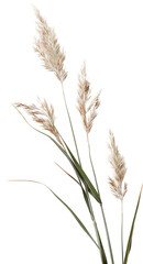 Grass tuft shows natural shape with long blades and feathery tops, cut out on a transparent background. This element can be used for various design projects