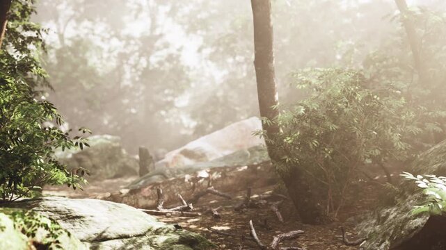 Hidden misty glade with moss covered stones and soft filtered light, intimate scene of sheltered greenery, quiet edges and gentle natural textures.