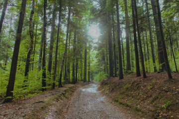 Obraz premium Sunlit forest path surrounded by tall green trees and soft natural light. Perfect for hiking promotions, travel websites, wellness brands, and outdoor lifestyle marketing.