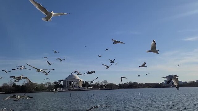 Seagulls flying over the Tidal Basin with the Jefferson Memorial in Washington, DC