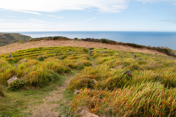 Fototapeta premium Łąka