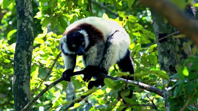 animal world nature life 4k video