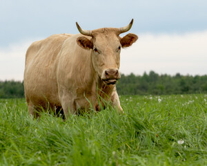 Fototapeta premium A free range cow grazing in a pasture