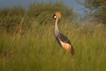 Obraz premium The national bird of Uganda. The crowned bird stays in the meadow. A rare crane stands in the grassland.