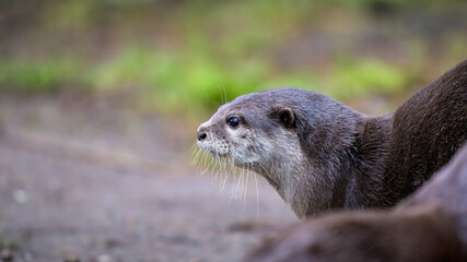 Brown otter is standing on a muddy ground