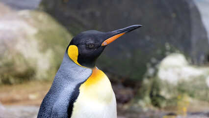 Emperor Penguin is standing in front of a rock