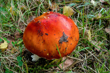Amanita muscaria red mushroom growing in grass on a forest floor, captured in natural light. Ideal for autumn themes, mycology content, foraging guides, and nature marketing visuals.