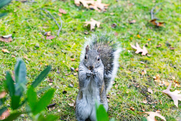 Gray squirrel eating nut on green grass with fallen autumn leaves, wildlife animal in natural park environment.