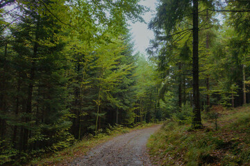 Mystical dark green forest landscape under cloudy skies, dense coniferous trees shrouded in moody atmosphere and soft diffused light. Perfect backdrop. 
