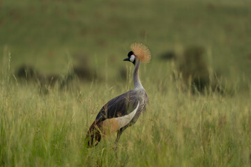 Obraz premium The national bird of Uganda. The crowned bird stays in the meadow. A rare crane stands in the grassland.