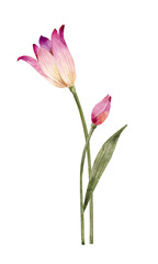 Naklejka premium Pink tulips with leaves and bud, hand-drawn watercolor botanical illustration