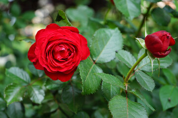 Fototapeta premium red rose in garden