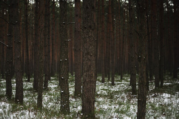 coniferous forest in winter © Micha