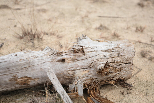 dead tree stump