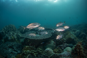Obraz premium There is a school of bigeye trevally at the reef. A shoal of Caranx sexfasciatus swim near the seabed. The marine life of the Arabian Sea.