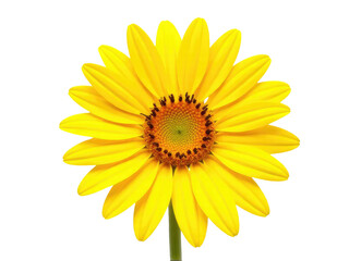Fototapeta premium A bright yellow flower is the main focus of this image, placed on a clean and pure white background